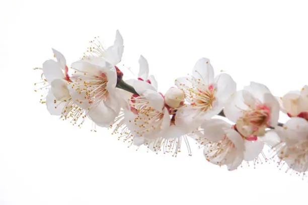 Beautiful white plum blossoms in full bloom in early spring.
