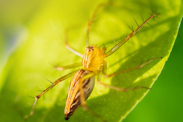 Close up spider is on green leaf in the garden