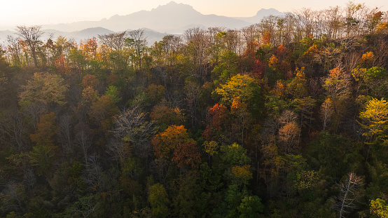 A photograph of a forest changing colors in autumn high in the mountains. In Mae Mo District, Lampang Province, Thailand.