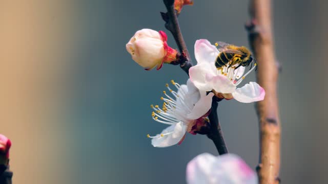 Honey bee collecting nectar on a pink blossom in spring
