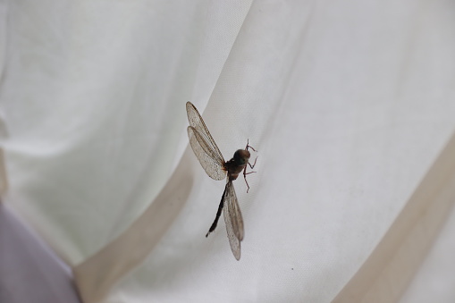 Dragonfly perched on white cloth