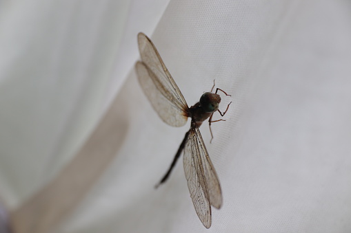 Dragonfly perched on white cloth