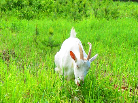 White Goat  Chews Green Grass. Domestic animal on a pasture, rural landscape.