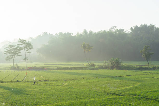 istock Rice fields in the morning light. rural feel landscape with valley in mist behind forest. concept of natural freshness 2090560656