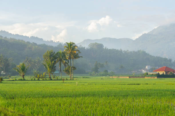 istock Rice fields in the morning light. rural feel landscape with valley in mist behind forest. concept of natural freshness 2090562316