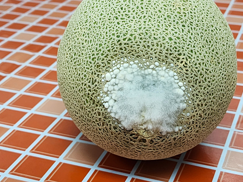 Melon fruit has mold, fungus.