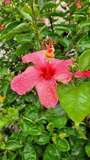 A very beautiful hibiscus flower after the rain