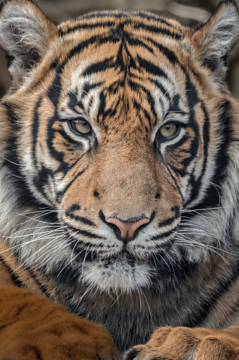 Close shot of a roaring siberian tiger.