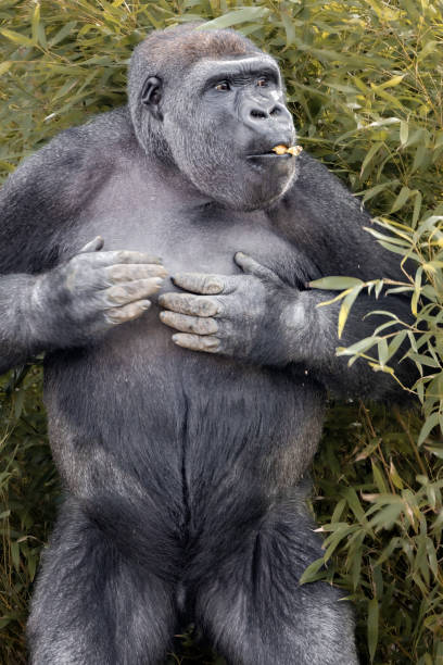 Silverback GorillaG