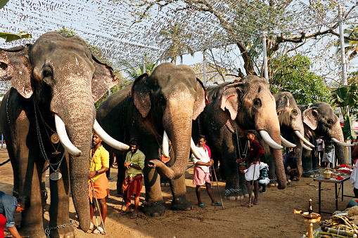Kochi, Kerala, India -March 27, 2023 indian thrissur pooram hindu festival celebrating with decorated elephants