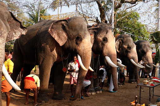 Kochi, Kerala, India -March 27, 2023 indian thrissur pooram hindu festival celebrating with decorated elephants