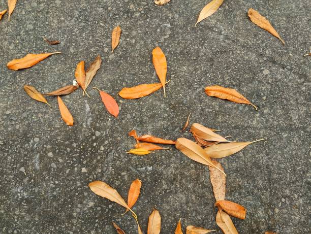 istock Fallen leaves with white flowers on the road 2090622589