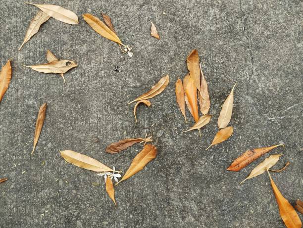 istock Fallen leaves with white flowers on the road 2090622591