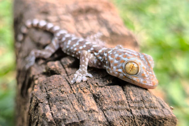 istock close-up of gecko 2090624653