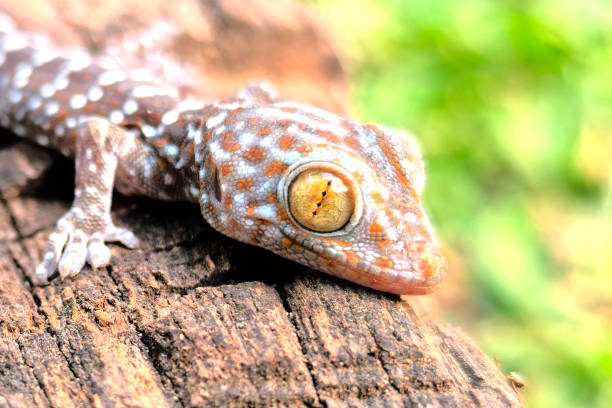 istock close-up of gecko 2090624657
