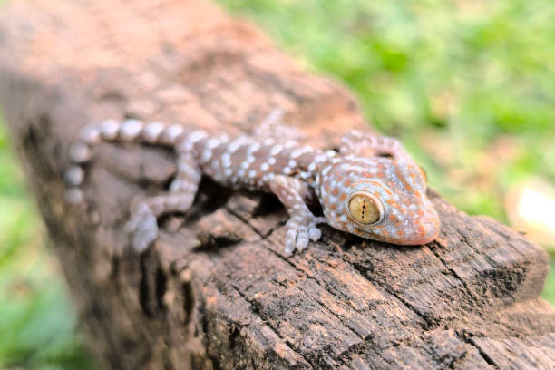 istock close-up of gecko 2090624668