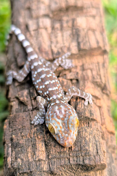 istock close-up of gecko 2090624669