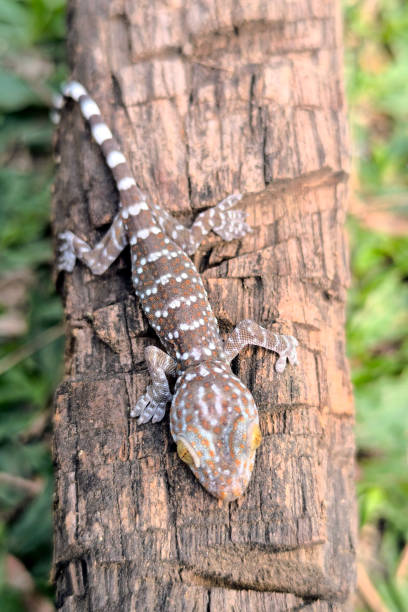 istock close-up of gecko 2090624670