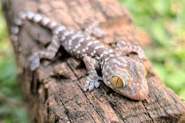 istock close-up of gecko 2090624674