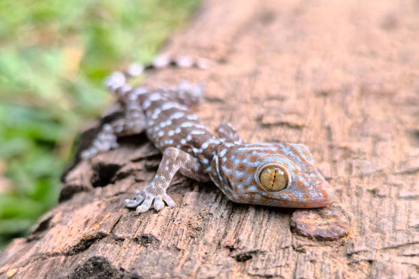 istock close-up of gecko 2090624685