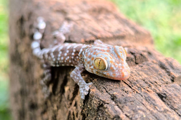 istock close-up of gecko 2090624686
