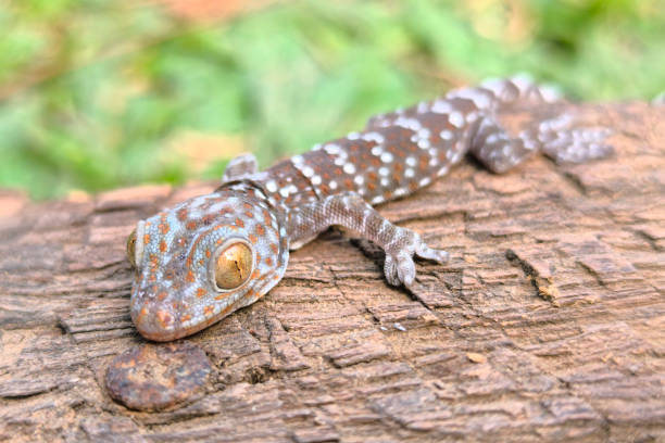 istock close-up of gecko 2090624695