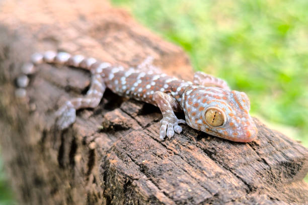 istock close-up of gecko 2090624699