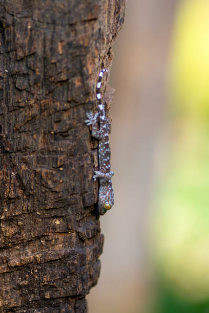 istock close-up of gecko 2090624730