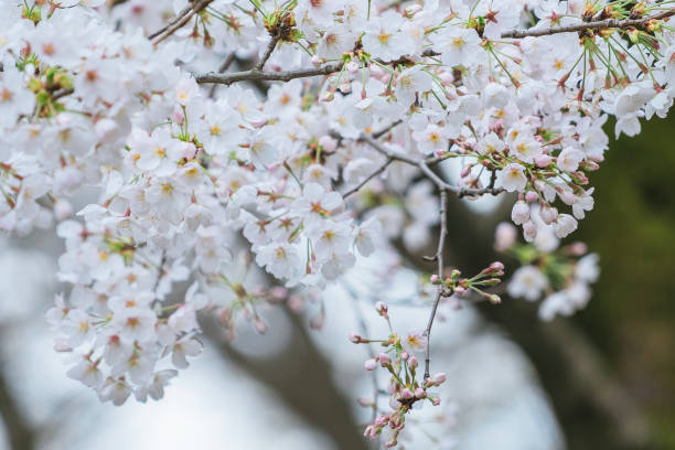 istock Beautiful cherry blossoms blooming in a park in Tokyo 2090625367