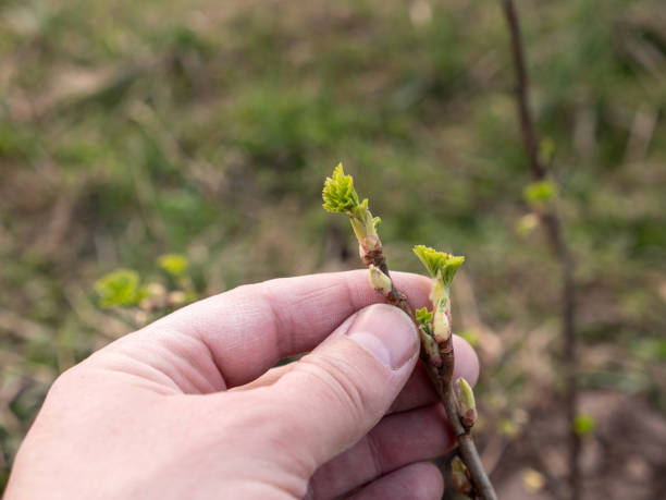 Close-Up of Bright Green Leaves Sprouting from Fresh Buds on Young Tree Branch with Plantation on Building Roof in Spring Garden