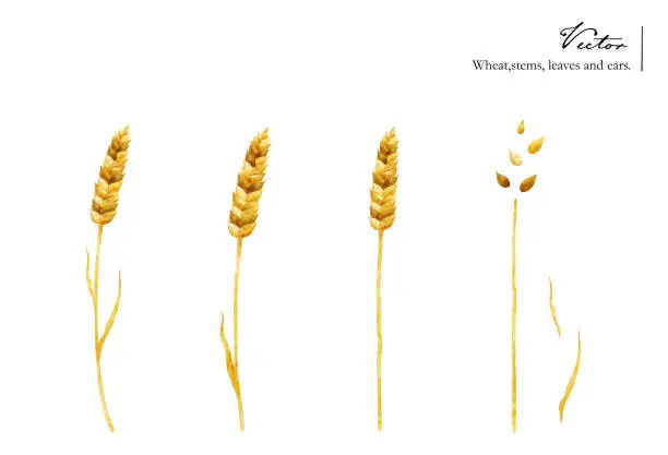 Vector illustration of Vector illustration set of wheat and wheat stalks,tips, seeds and leaves. Watercolor style.