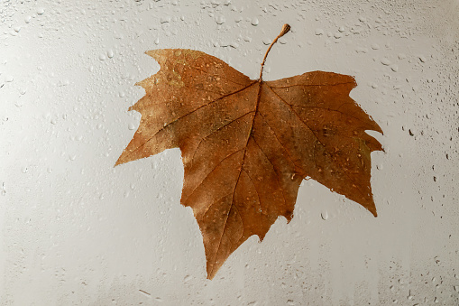tree leaf stuck on a rain-dampened window pane