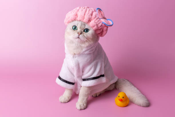 istock Cute white cat in pink shower cap in a white bathrobe, on a pink background 2090659420