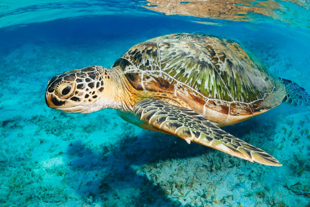 istock Sea turtle Underwater explore and enjoy,  with turtle.  Sea life 2090674952