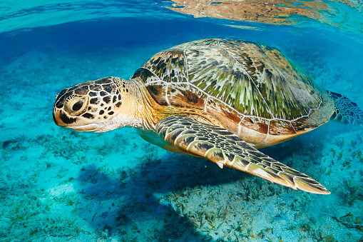 Beautiful sea life,  Sea turtle  Beauty in nature, Underwater scene animal wildlife,  explore and enjoy at tropical sea.