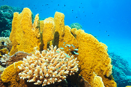 Underwater photo Plate fire coral - Turbinaria mmesenterina, Finger coral, Fire coral  Red sea  Sea life  Coral garden reef