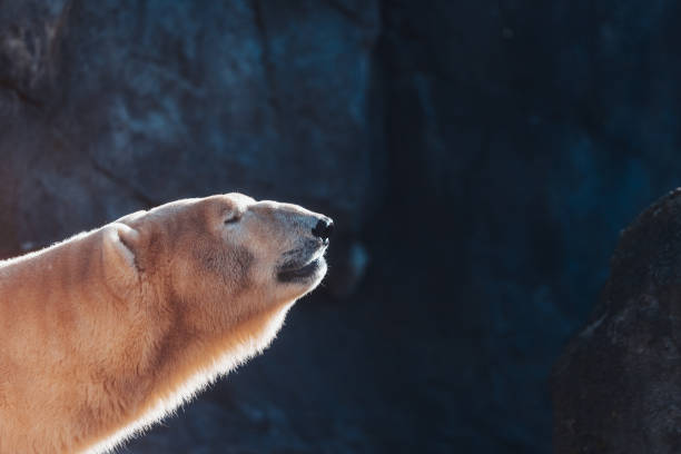 Eisbär hängt