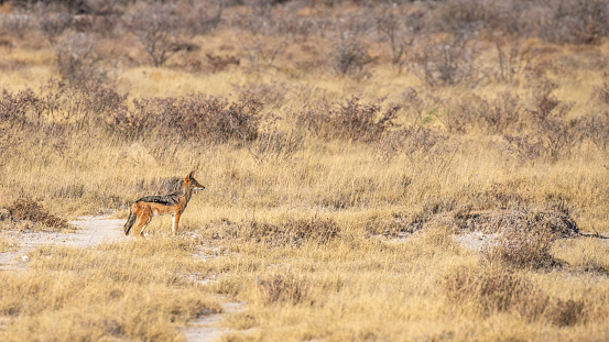 A black-backed jackal (Canis mesomelas) looking alert, Etosha National Park, Namibia.  Horizontal.
