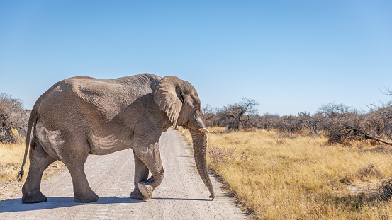 A great bull Elephant ( Loxodonta Africana) walking over the road, Etosha National Park, Namibia.  Horizontal.