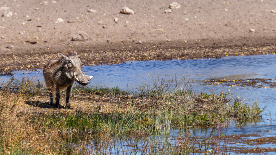Warthog ( Phacochoerus Africanus) standing at a waterhole, Onguma Game Reserve ( neighbour of Etosha), Namibia.  Horizontal.