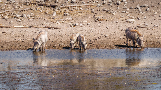 A family of Warthogs ( Phacochoerus Africanus) drinking at a waterhole, Onguma Game Reserve ( neighbour of Etosha), Namibia.  Horizontal.