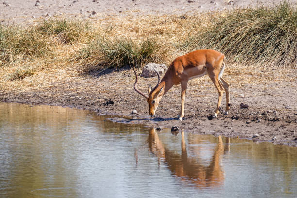 A male black-faced impala (Aepyceros melampus petersi) drinking at a waterhole, Onguma Game Reserve ( neighbour of Etosha), Namibia.  Horizontal.