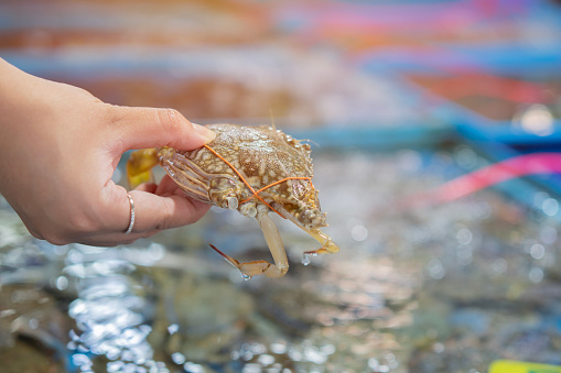 Cropped image of fresh blue crab or horse crab on buyer hand in the seafood market. Selective focus, copy space.