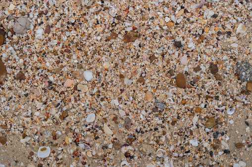 Sand, rock and shells on the beach background. Texture ground, nature background. Close up, copy space.