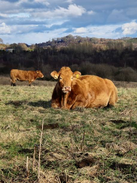 istock three cows standing and laying on the grass in the field 2090691992