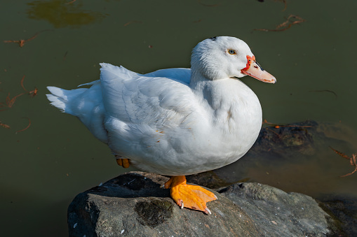 This duck is unusual in that its entire body is almost white. This duck was standing on a rock and didn't run away when it saw me, but was quietly observing me.