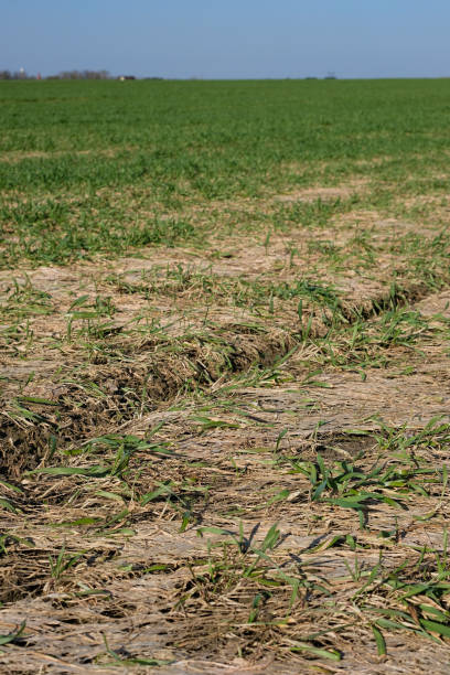 istock Overwinter wheat. Agricultural field. 2090732303