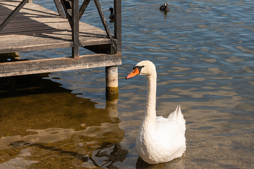 A white swan with a long neck and a red beak on a calm surface of the water near a pier on a forest lake on a sunny autumn day, migratory wild birds, natural background, rivers and lakes, clear water, beauty and grace, travel and tourism, autumn.