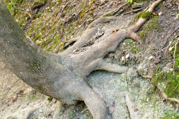 The roots of an old tree growing on a hillside form an interesting pattern on top of the sandy soil, natural background, parks and nature, grass and stones, beauty and charm, seasonal landscape, autumn.