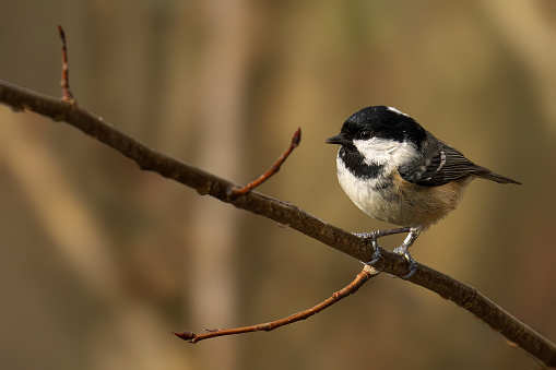A young Coal Tit sits on a snowy tree branch in winter